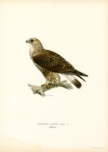 Rubenet musvåge (farve litho) af Magnus Ferdinand and Wilhelm von Wright