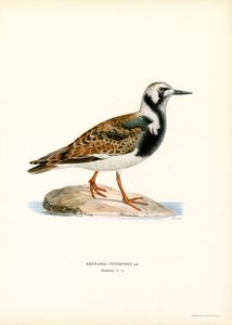 Ruddy Turnstone (farve litho) af Magnus Ferdinand and Wilhelm von Wright