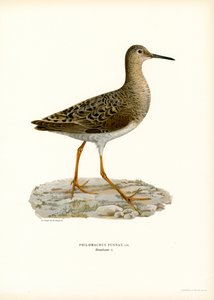 Ruff (farve litho) af Magnus Ferdinand and Wilhelm von Wright