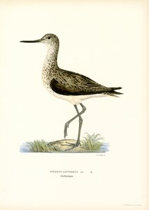 Sandpiper (farve litho) af Magnus Ferdinand and Wilhelm von Wright