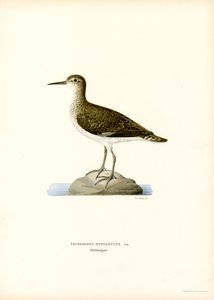 Sandpiper (farve litho) af Magnus Ferdinand and Wilhelm von Wright