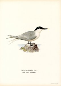 Sandwich Tern (farve litho) af Magnus Ferdinand and Wilhelm von Wright
