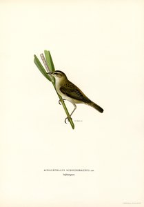 Sedge Warbler (Color Litho) af Magnus Ferdinand and Wilhelm von Wright