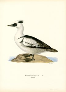 Smew (farve litho) af Magnus Ferdinand and Wilhelm von Wright