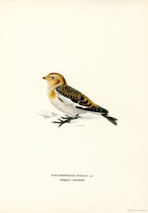 Snespurve (farve litho) af Magnus Ferdinand and Wilhelm von Wright