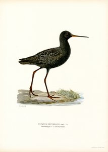 Plettet rødben (farve litho) af Magnus Ferdinand and Wilhelm von Wright