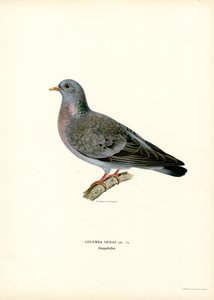 Stock Dove (farve litho) af Magnus Ferdinand and Wilhelm von Wright