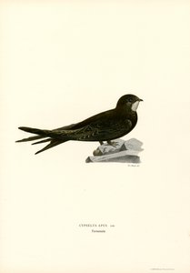 Swift (farve litho) af Magnus Ferdinand and Wilhelm von Wright
