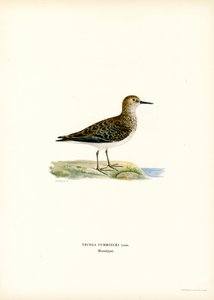 Temmincks Stint (farve litho) af Magnus Ferdinand and Wilhelm von Wright