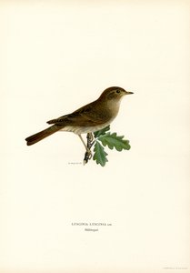 Thrush Nightingale (farve litho) af Magnus Ferdinand and Wilhelm von Wright
