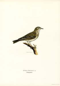 Træpiber (farve litho) af Magnus Ferdinand and Wilhelm von Wright