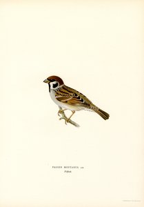 Træspurv (farve litho) af Magnus Ferdinand and Wilhelm von Wright