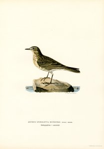 Vandpiber (farve litho) af Magnus Ferdinand and Wilhelm von Wright