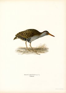 Vandskinne (farve litho) af Magnus Ferdinand and Wilhelm von Wright