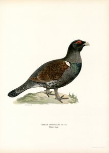 Western Capercaillie (farve litho) af Magnus Ferdinand and Wilhelm von Wright