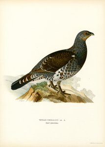 Western Capercaillie (farve litho) af Magnus Ferdinand and Wilhelm von Wright