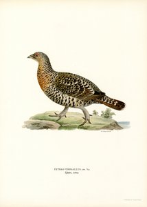 Western Capercaillie (farve litho)