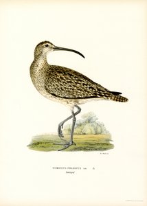 Whimbrel (farve litho) af Magnus Ferdinand and Wilhelm von Wright