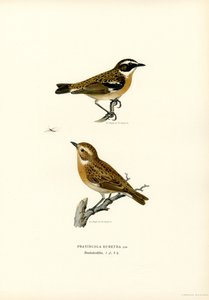 Whinchat (farve litho) af Magnus Ferdinand and Wilhelm von Wright