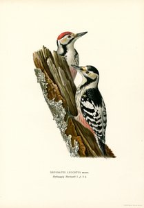 Hvidrygget spætte (farve litho) af Magnus Ferdinand and Wilhelm von Wright