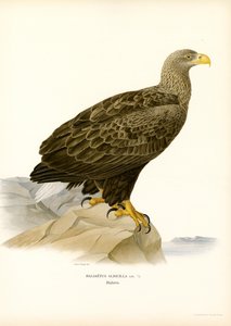 Havørn (farve litho) af Magnus Ferdinand and Wilhelm von Wright