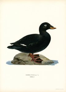 White-winged Scoter (farve litho) af Magnus Ferdinand and Wilhelm von Wright