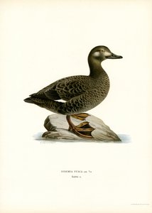 White-winged Scoter (farve litho) af Magnus Ferdinand and Wilhelm von Wright