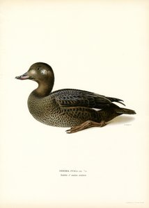 White-winged Scoter (farve litho) af Magnus Ferdinand and Wilhelm von Wright