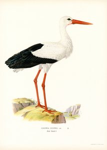 Hvid stork (farve litho) af Magnus Ferdinand and Wilhelm von Wright