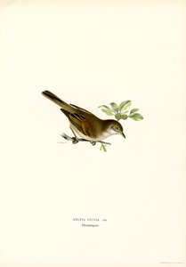Whitethroat (farve litho) af Magnus Ferdinand and Wilhelm von Wright