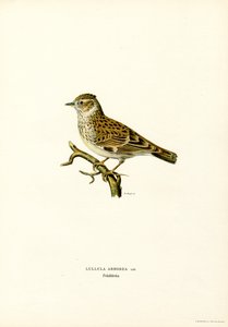Trælærke (farve litho) af Magnus Ferdinand and Wilhelm von Wright