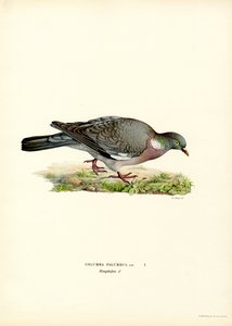 Skovdue (farve litho) af Magnus Ferdinand and Wilhelm von Wright