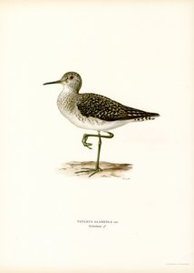 Træsandpiper (farve litho) af Magnus Ferdinand and Wilhelm von Wright