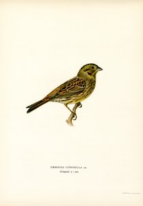 Gul Bunting (farve litho) af Magnus Ferdinand and Wilhelm von Wright