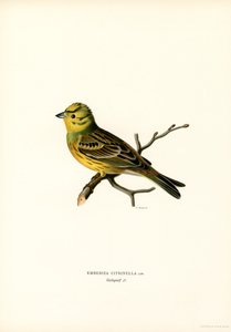 Gul Bunting (farve litho) af Magnus Ferdinand and Wilhelm von Wright