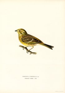 Gulhammer (Emberiza citrinella) (farve litho) af Magnus Ferdinand and Wilhelm von Wright