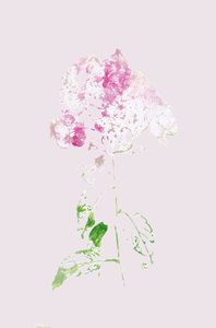 Abstrakt lyserød blomst