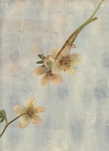 Pale Blue Botanicals af Maira Ribena