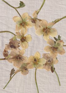 Krans af pressede blomster af Maira Ribena