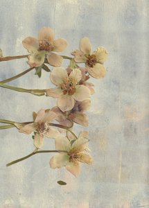 Bløde, blå pressede blomster af Maira Ribena