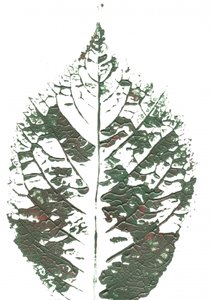 Grønt blad med struktur