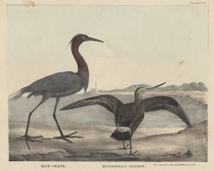 Blue Crane, Hudsonian Godwit, litho af Childs und Inman, fra 
