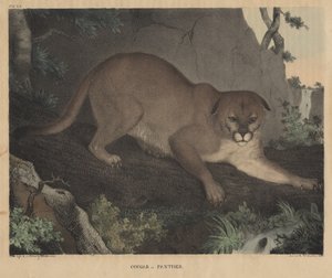 Puma eller panter, fra "From Cabinet of Natural History and American Rural Sports", af J.T. Doughty, 1832 af Mannevillette Elihu Dearing Brown