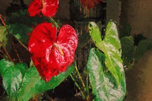 Stor rød hjerteformet anthurium af Mano Chandra Dhas