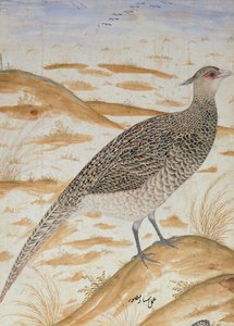 Himalaya cheer fasan, Jahangir Periode, Mughal, ca. 1620 (akvarel)