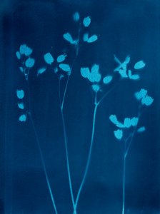 Små blomster, 2023 (cyanotypi) af Marco Campedelli