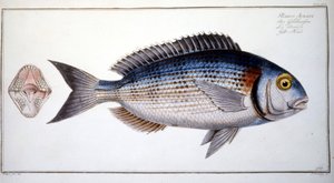 Naturhistorisk plade: Brasen fra Marc Elieser Bloch Ichtyologie Paris - Berlin - London 1787. af Marcus Élieser Bloch