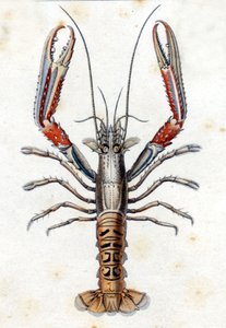 Naturhistorisk plade: Langoustine efter Marc Elieser Bloch Ichtyologie Paris - Berlin - London 1787. af Marcus Élieser Bloch