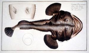 Naturhistorisk plade: Lotte d