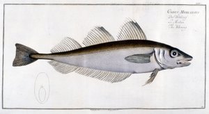 Natural History Board: The Whiting After Marc Elieser Bloch Ichtyologie Paris - Berlin - London 1787. af Marcus Élieser Bloch